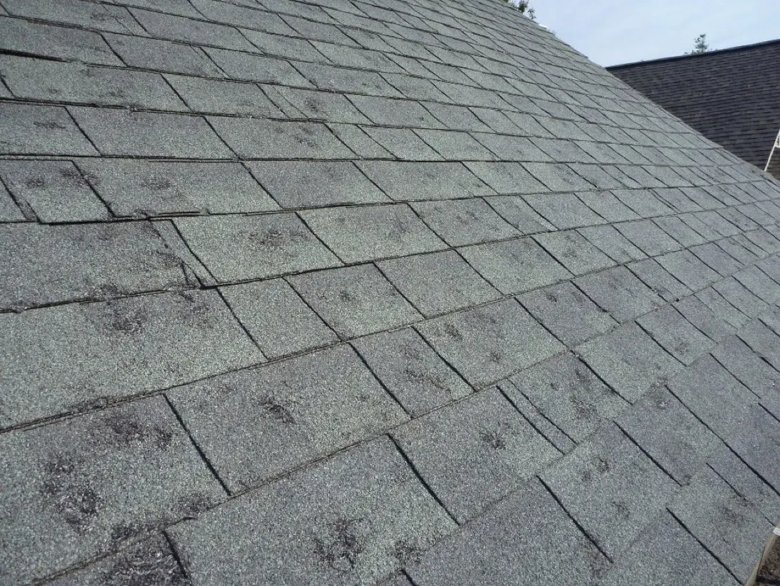 Hail-bruised shingles with granule loss, photographed during an inspection